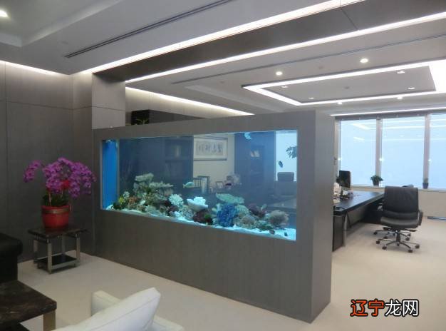 办公室风水:办公室养鱼风水养鱼知识养鱼的风水,法则