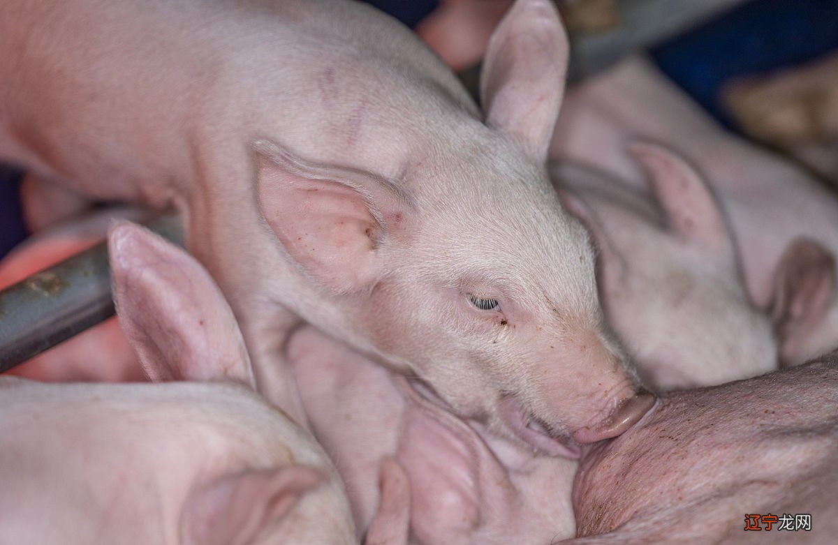 组图 1995年属什么1971年属猪人一生运势