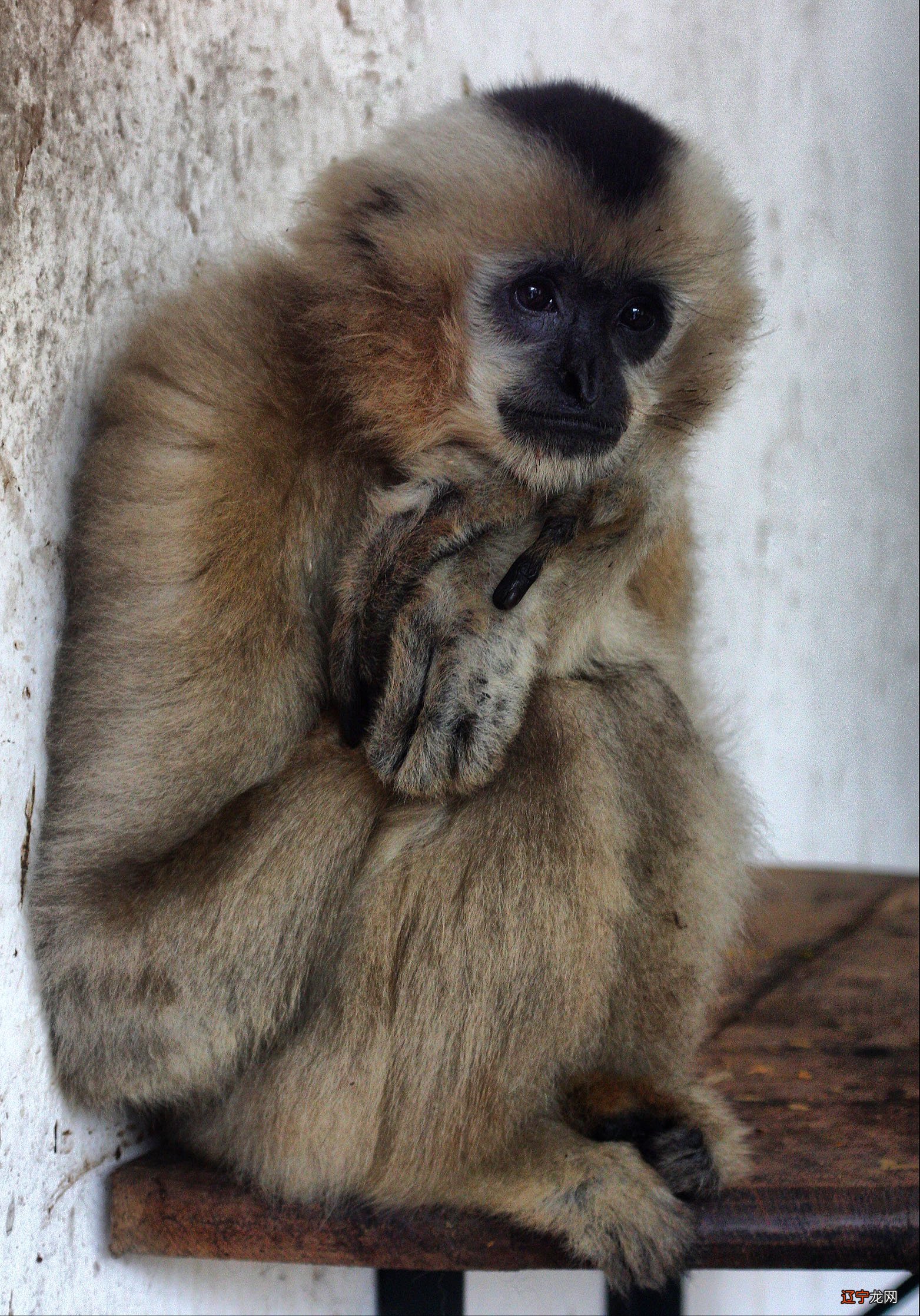 组图 1995年属什么1971年属猪人一生运势