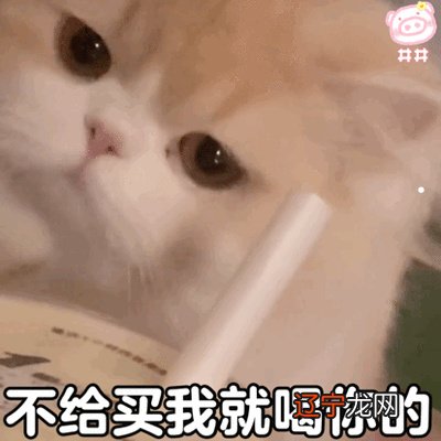 猫不养双什么意思为什么养猫不能同时养两只猫咪不吉利