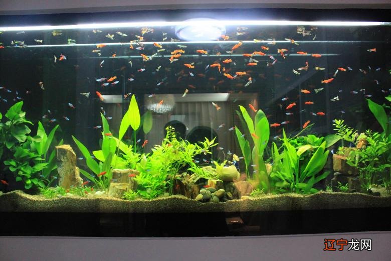 风水学 养鱼养几条好_养鱼养3条好吗_养鱼10条以上养多少条