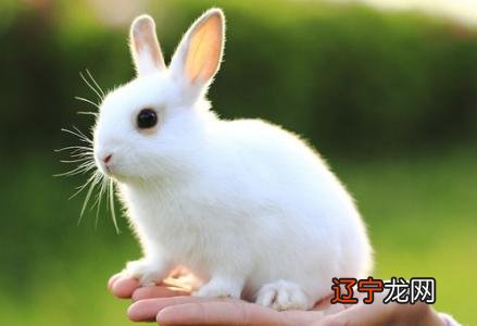 风水堂:2011年十二生肖运势--兔