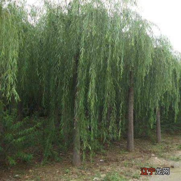 农村院子种树风水哪类树好不好?看完惊呆了!