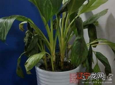 你有没有突然发现家中养的植物还有一些小动物们
