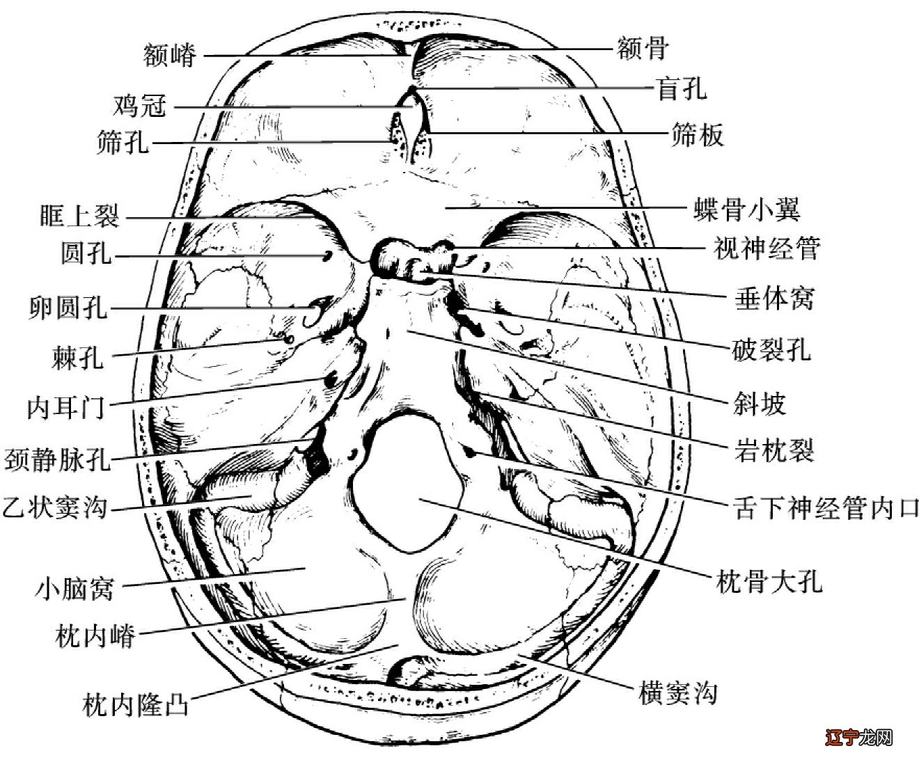 Franz 弗朗茨·约瑟夫·加尔风水堂:儿童的逻辑