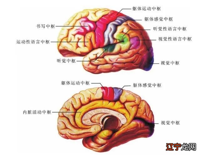 Franz 弗朗茨·约瑟夫·加尔风水堂:儿童的逻辑