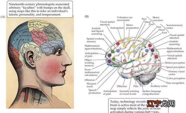 Franz 弗朗茨·约瑟夫·加尔风水堂:儿童的逻辑