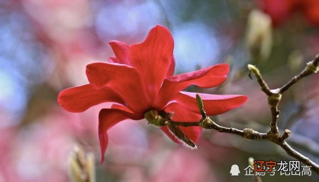 八字咸池桃花_八字桃花运太重_八字带桃花