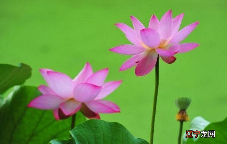 图 风水堂：姓名繁体拼音