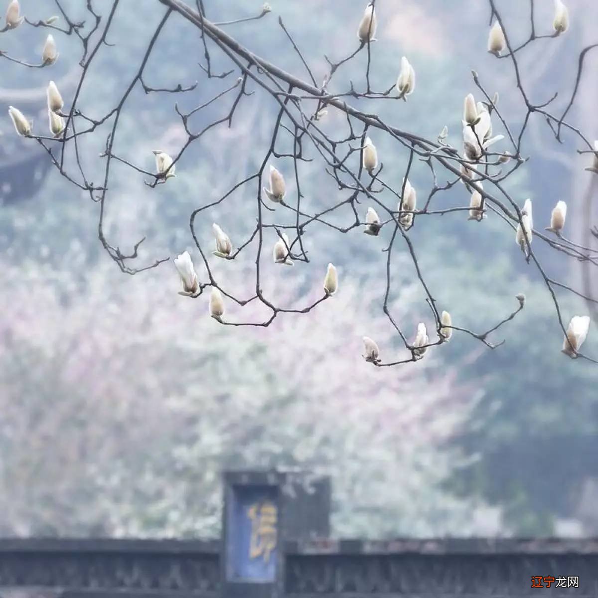 梦见孩子残疾 风水堂:戒杀放生的本书预兆