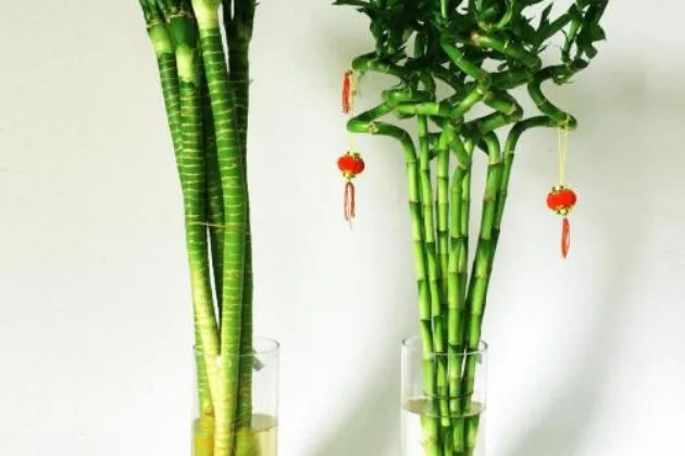 二 一下为什么这么多人要选择这些根数?、五根和九根最好