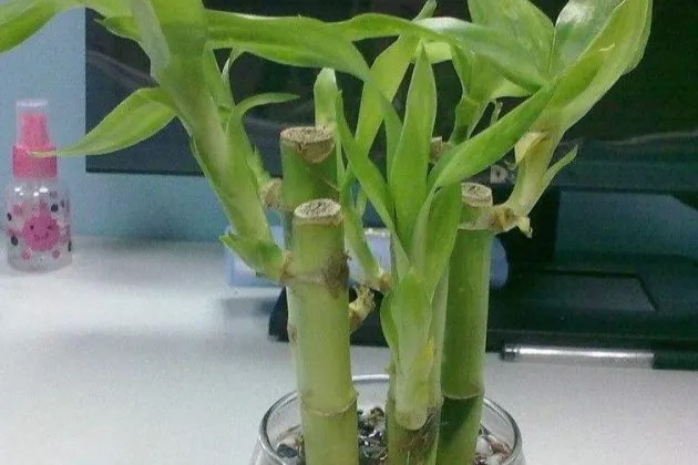 二 一下为什么这么多人要选择这些根数?、五根和九根最好