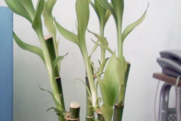 二 一下为什么这么多人要选择这些根数?、五根和九根最好