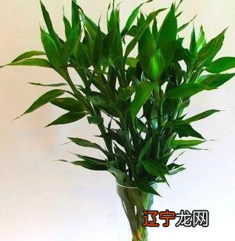 二 一下为什么这么多人要选择这些根数?、五根和九根最好