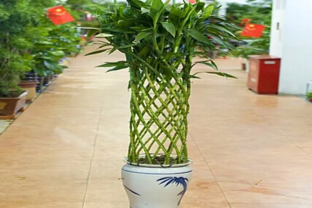 二 一下为什么这么多人要选择这些根数?、五根和九根最好