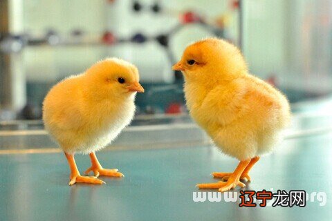 做梦梦见母鸡和小鸡:鸡在梦里预示财源和运气