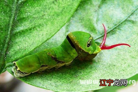 风水堂:梦见消灭虫子,的预兆