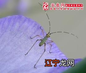 风水堂:梦见消灭虫子,的预兆