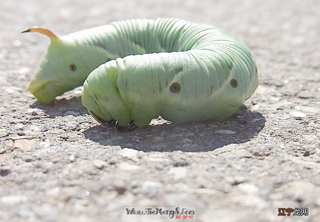 风水堂:梦见消灭虫子,的预兆