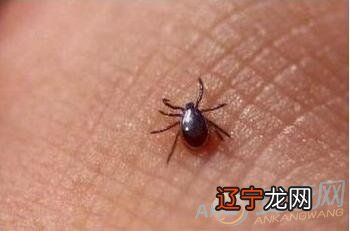 风水堂：梦见消灭虫子,的预兆