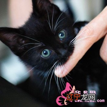 周公解梦：梦见猫与猫争斗，表示行事受阻碍