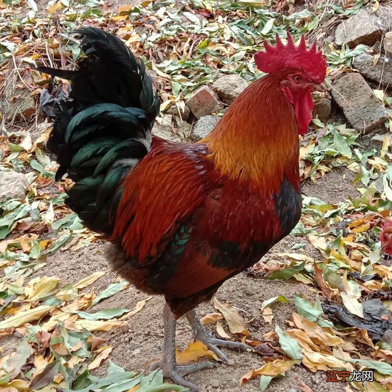 属鸡中属鸡的2022年多大生肖鸡本命年佩戴什么好