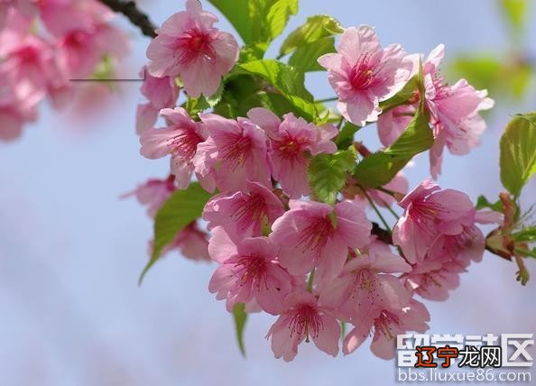 冬樱花的花语——东方的神秘。。的人会