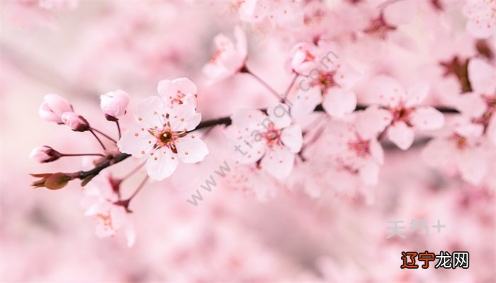 冬樱花的花语——东方的神秘。。的人会