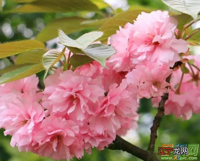 冬樱花的花语——东方的神秘。。的人会