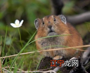 五行属相查询表是什么?五行查询表及属相有什么关系