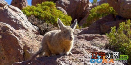 五行属相查询表是什么?五行查询表及属相有什么关系