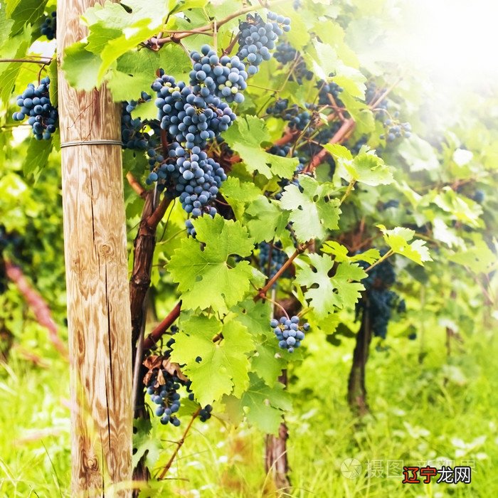 葡萄树看运势