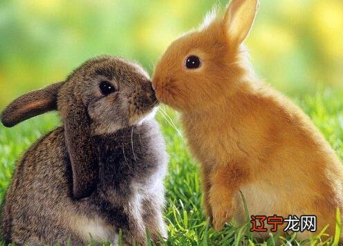 属兔的人进入2018年之后有多少岁了呢？