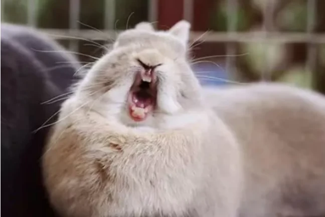 属兔的人进入2018年之后有多少岁了呢？