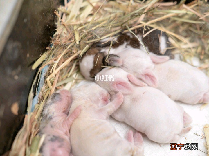 属兔的人进入2018年之后有多少岁了呢？