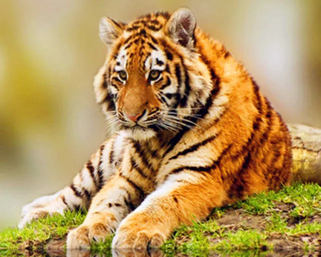 1974年属虎人的命运如何个人认为狮子座自尊心太强太强