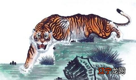 1974年属虎人的命运如何个人认为狮子座自尊心太强太强