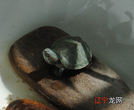 养“黑狗”不吉利?却不知道有这4个好处