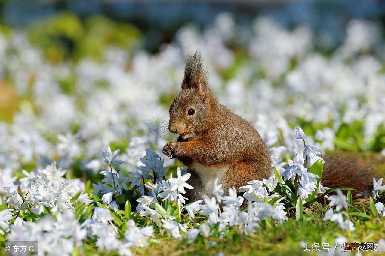属鼠属鼠人2018年爱情运势的3大生肖
