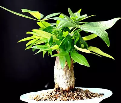 旺财风水三 家里种什么植物风水好又旺财