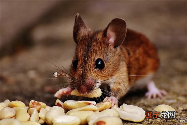 2022十二生肖各个生肖的运势详解人在2022年运势