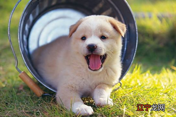 1970年属狗的人是什么命：金狗之命