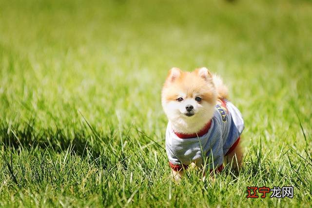 1970年属狗的人是什么命：金狗之命