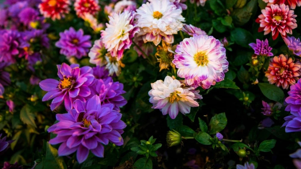 没有机会赚大钱，爱情开花结果，有机会改变之前的生肖