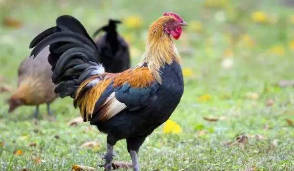 属鸡的人和什么属相最配,准到令人窒息!