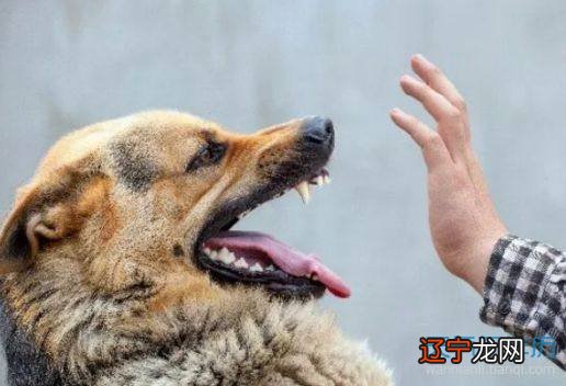 风水堂:什么是梦见狗,什么意思?