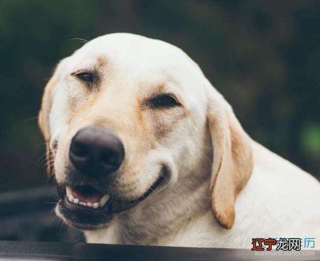 风水堂:什么是梦见狗,什么意思?