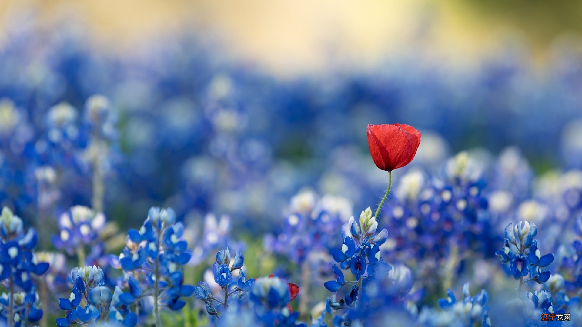 你想让人着迷,最基本的一点是你自己就不能