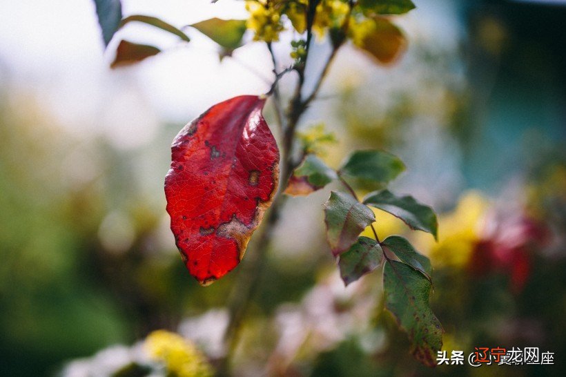 小翼聊星座星象解读：水逆结束，火星进入天蝎座，射手月开启