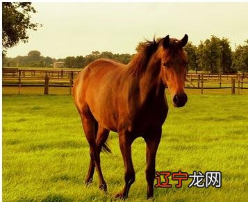 2016年属马的人年运势及运程如何?烂桃花多破财